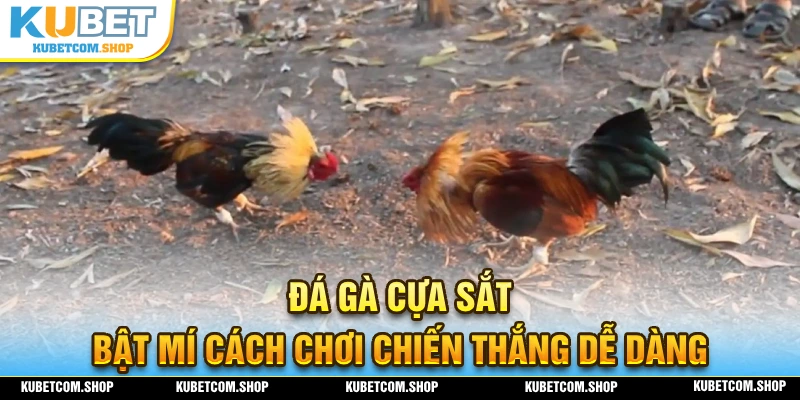 Bật mí cách chơi đá gà cựa sắt