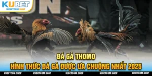 Đá gà THOMO hình thức đá gà mới nhất