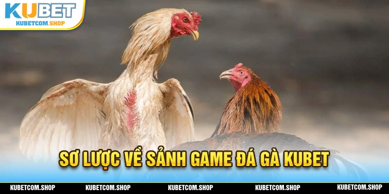 Sơ lược một vài điểm đáng chú ý về đáng gà KUBET