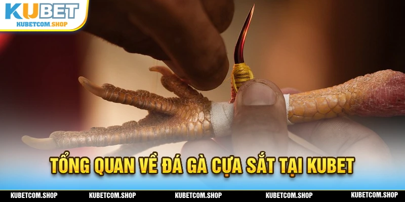 Giới thiệu sơ lược về hình thức đá gà cựa sắt hấp dẫn tại KUBET